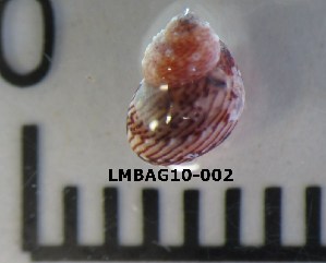  ( - LMBAG10-002)  @12 [ ] Unspecified (default): All Rights Reserved  Unspecified Unspecified