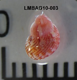  ( - LMBAG10-003)  @11 [ ] Unspecified (default): All Rights Reserved  Unspecified Unspecified