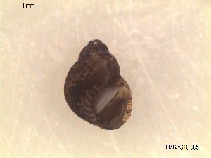  ( - LMBAG10-005)  @11 [ ] Unspecified (default): All Rights Reserved  Unspecified Universidade do Minho