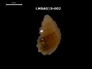  ( - LMBAG15-002)  @11 [ ] Unspecified (default): All Rights Reserved  Unspecified Unspecified
