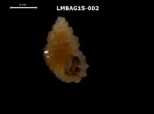  ( - LMBAG15-002)  @11 [ ] Unspecified (default): All Rights Reserved  Unspecified Unspecified