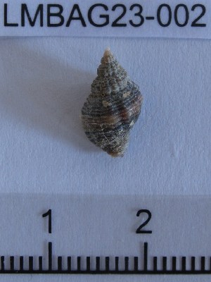  ( - LMBAG23-002)  @13 [ ] Unspecified (default): All Rights Reserved  Unspecified Unspecified