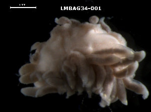  (Berghia verrucicornis - LMBAG34-001)  @12 [ ] Unspecified (default): All Rights Reserved  Unspecified Unspecified