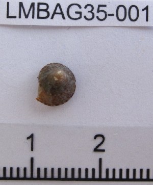  (Calliostoma sp - LMBAG35-001)  @13 [ ] Unspecified (default): All Rights Reserved  Unspecified Unspecified