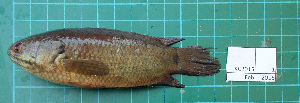  (Anabantiformes - KC2015-1)  @15 [ ] CreativeCommons - Attribution Non-Commercial Share-Alike (2015) IFReDI Inland Fisheries Research and Development Institute
