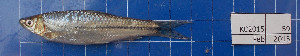  ( - KC2015-59)  @11 [ ] Creative Commons  Attribution Non-Commercial Share-Alike (2015) IFReDI Inland Fisheries Research and Development Institute