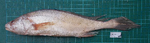  (Boesemania microlepis - KC2015-4)  @15 [ ] CreativeCommons - Attribution Non-Commercial Share-Alike (2015) IFReDI Inland Fisheries Research and Development Institute