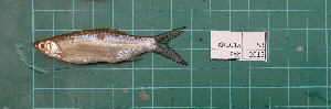  ( - KR2015-53)  @11 [ ] Creative Commons  Attribution Non-Commercial Share-Alike (2015) IFReDI Inland Fisheries Research and Development Institute