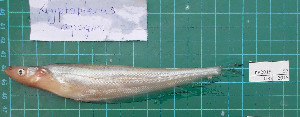 ( - KR2015-97)  @11 [ ] Creative Commons  Attribution Non-Commercial Share-Alike (2015) IFReDI Inland Fisheries Research and Development Institute