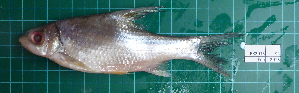  ( - RK2015-94)  @11 [ ] Creative Commons  Attribution Non-Commercial Share-Alike (2017) IFReDI Inland Fisheries Research and Development Institute
