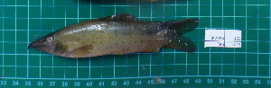  (Syncrossus beauforti - RK2015-162)  @11 [ ] Creative Commons  Attribution Non-Commercial Share-Alike (2015) IFReDI Inland Fisheries Research and Development Institute