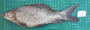  ( - ST2015-1)  @11 [ ] CreativeCommons - Attribution Non-Commercial Share-Alike (2015) IFReDI Inland Fisheries Research and Development Institute