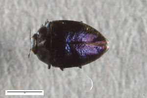  (Pachyschelus - CSE3809)  @11 [ ] CreativeCommons  Attribution Share-Alike (by-sa) 4.0 (2017) Unspecified Zoologisches Forschungsmuseum Alexander Koenig