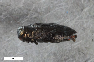  ( - CSE4113)  @11 [ ] CreativeCommons  Attribution Share-Alike (by-sa) 4.0 (2017) Unspecified Zoologisches Forschungsmuseum Alexander Koenig