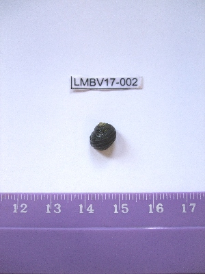  ( - LMBV17-002)  @13 [ ] Unspecified (default): All Rights Reserved  Unspecified Unspecified