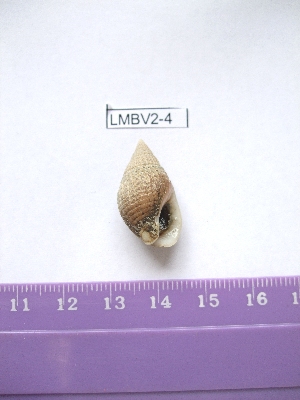  (Nassarius reticulatus - LMBV2-004)  @14 [ ] Unspecified (default): All Rights Reserved  Unspecified Unspecified