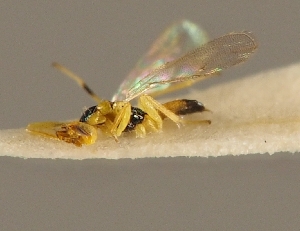  ( - ZMUO.026900)  @12 [ ] CreativeCommons - Attribution Non-Commercial (2016) Marko Mutanen University of Oulu