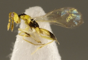  ( - ZMUO.026940)  @12 [ ] CreativeCommons - Attribution Non-Commercial (2016) Marko Mutanen University of Oulu