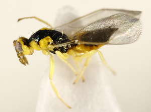  ( - ZMUO.026967)  @12 [ ] CreativeCommons - Attribution Non-Commercial (2016) Marko Mutanen University of Oulu