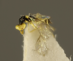  ( - ZMUO.026982)  @12 [ ] CreativeCommons - Attribution Non-Commercial (2016) Marko Mutanen University of Oulu