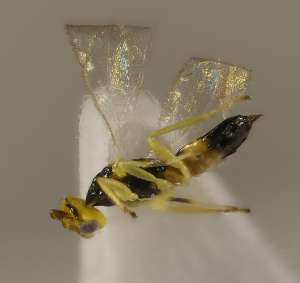  ( - ZMUO.026994)  @12 [ ] CreativeCommons - Attribution Non-Commercial (2016) Marko Mutanen University of Oulu