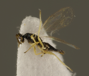  ( - ZMUO.026996)  @12 [ ] CreativeCommons - Attribution Non-Commercial (2016) Marko Mutanen University of Oulu