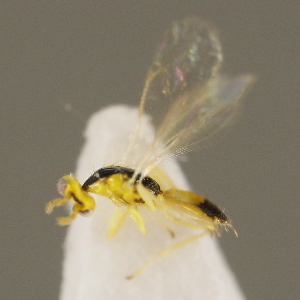  ( - ZMUO.027024)  @12 [ ] CreativeCommons - Attribution Non-Commercial (2016) Marko Mutanen University of Oulu