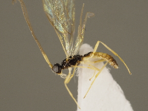  (Colastes braconius - ZMUO.027053)  @13 [ ] CreativeCommons - Attribution Non-Commercial (2016) Marko Mutanen University of Oulu