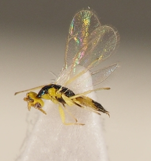  ( - ZMUO.026819)  @12 [ ] CreativeCommons - Attribution Non-Commercial (2016) Marko Mutanen University of Oulu