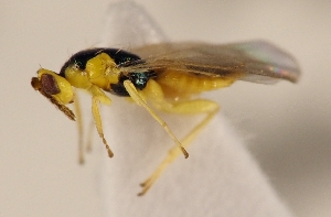  ( - ZMUO.026849)  @12 [ ] CreativeCommons - Attribution Non-Commercial (2016) Marko Mutanen University of Oulu