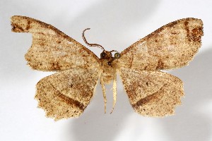  ( - AMNH_IZC 00197346)  @11 [ ] Unspecified (default): All Rights Reserved  Unspecified Unspecified