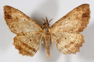  ( - AMNH_IZC 00197353)  @11 [ ] Unspecified (default): All Rights Reserved  Unspecified Unspecified