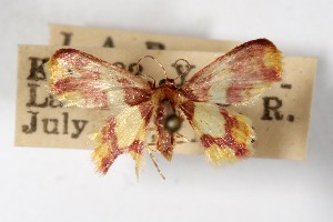  ( - USNM ENT 01920687)  @11 [ ] Unspecified (default): All Rights Reserved  Unspecified Unspecified