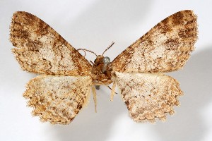  (Prionomelia localis - AMNH_IZC 00197355)  @11 [ ] Unspecified (default): All Rights Reserved  Unspecified Unspecified