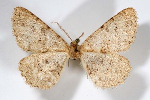  ( - AMNH_IZC 00197357)  @11 [ ] Unspecified (default): All Rights Reserved  Unspecified Unspecified