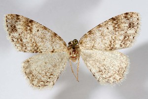  ( - AMNH_IZC 00197361)  @11 [ ] Unspecified (default): All Rights Reserved  Unspecified Unspecified