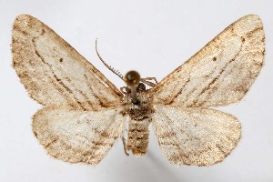  (Nepterotaea ozarkensis - AMNH_IZC 00197363)  @11 [ ] Unspecified (default): All Rights Reserved  Unspecified Unspecified