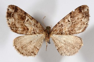  (Pherotesia garka - AMNH_IZC 00197366)  @11 [ ] Unspecified (default): All Rights Reserved  Unspecified Unspecified