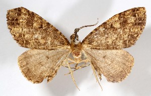  (Pherotesia hamata - AMNH_IZC 00197367)  @11 [ ] Unspecified (default): All Rights Reserved  Unspecified Unspecified