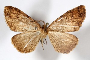  (Pherotesia obunca - AMNH_IZC 00197368)  @11 [ ] Unspecified (default): All Rights Reserved  Unspecified Unspecified