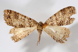  (Pherotesia ralla - AMNH_IZC 00197369)  @11 [ ] Unspecified (default): All Rights Reserved  Unspecified Unspecified