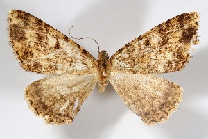  (Pherotesia dystactos - AMNH_IZC 00197370)  @11 [ ] Unspecified (default): All Rights Reserved  Unspecified Unspecified