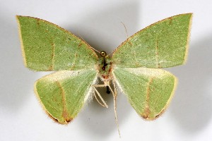  ( - AMNH_IZC 00197371)  @11 [ ] Unspecified (default): All Rights Reserved  Unspecified Unspecified