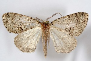  (Carphoides durango - AMNH_IZC 00197306)  @11 [ ] Unspecified (default): All Rights Reserved  Unspecified Unspecified