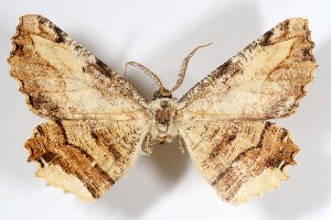  ( - AMNH_IZC 00197340)  @11 [ ] Unspecified (default): All Rights Reserved  Unspecified Unspecified