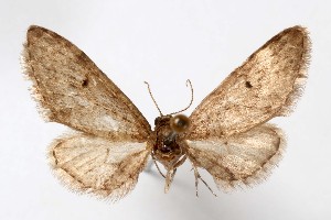  ( - AMNH_IZC 00197313)  @11 [ ] Unspecified (default): All Rights Reserved  Unspecified Unspecified