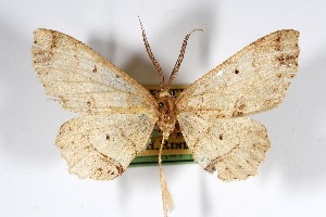  (Melanolophia attenuata - USNM ENT 01920721)  @11 [ ] Unspecified (default): All Rights Reserved  Unspecified Unspecified