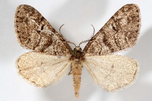  ( - AMNH_IZC 00197321)  @11 [ ] Unspecified (default): All Rights Reserved  Unspecified Unspecified