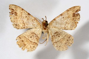  ( - AMNH_IZC 00197341)  @11 [ ] Unspecified (default): All Rights Reserved  Unspecified Unspecified