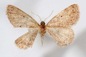  (Pterospoda kinoi - AMNH_IZC 00197372)  @11 [ ] Unspecified (default): All Rights Reserved  Unspecified Unspecified